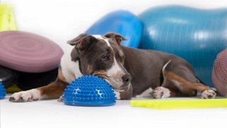 Dog fitnesz - workshop