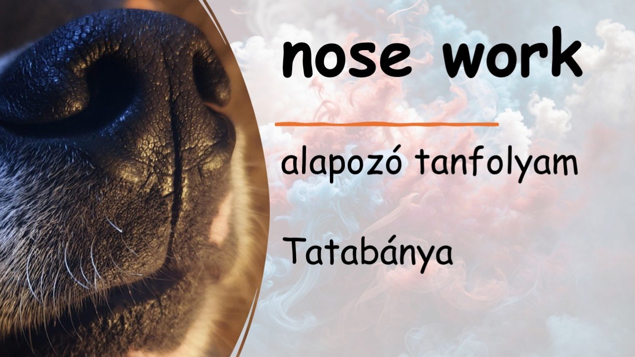Nose work alapozó tanfolyam